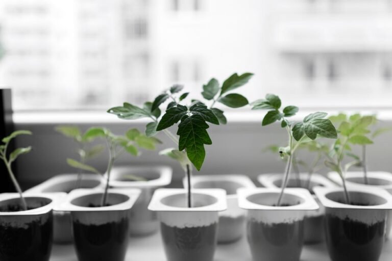 seedlings windowsill