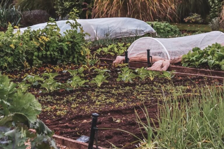 wilted seedlings garden bed