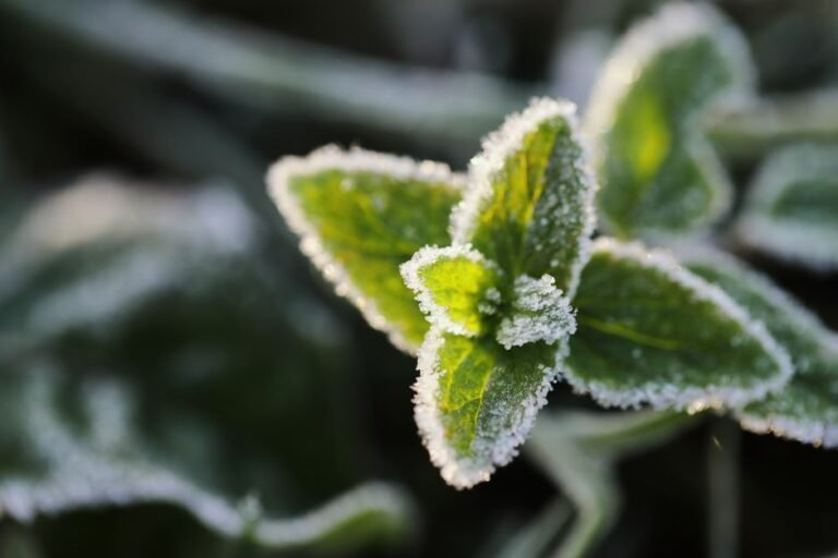 frost garden morning