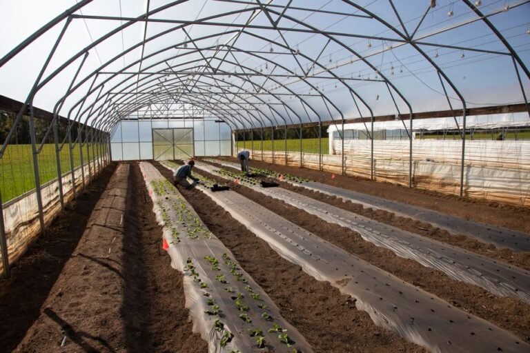 vegetable seedlings rows
