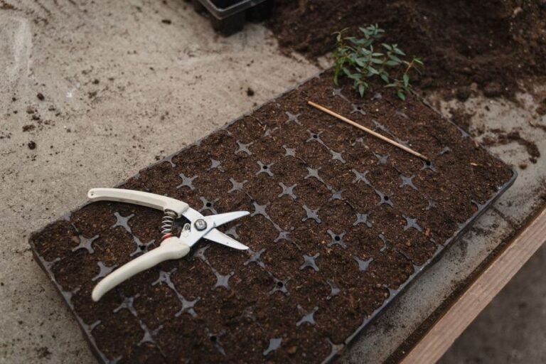 seedling tray garden