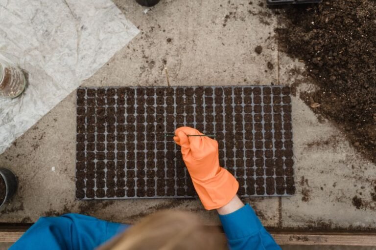 seed trays outdoor