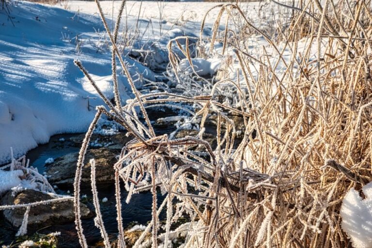covered plants frost
