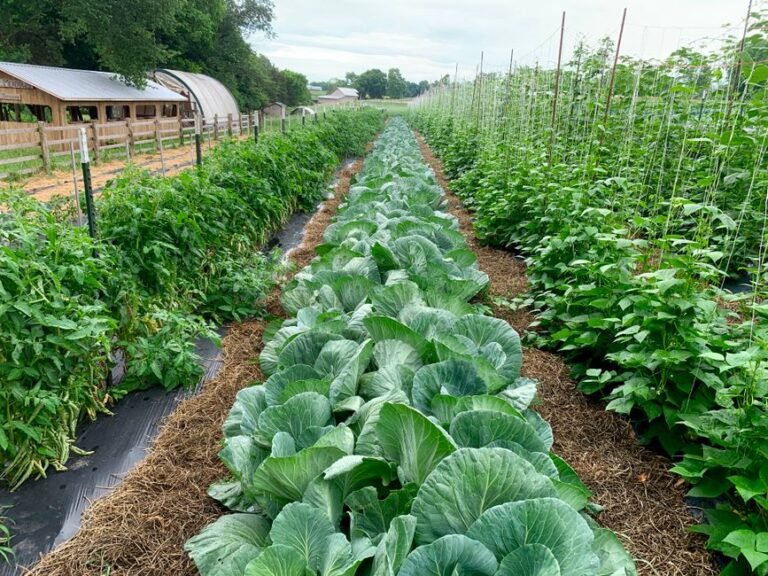 vegetable garden rows