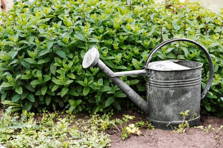 garden vacation watering