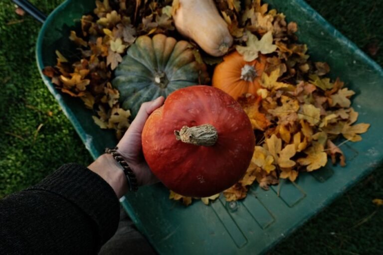 autumn vegetable garden