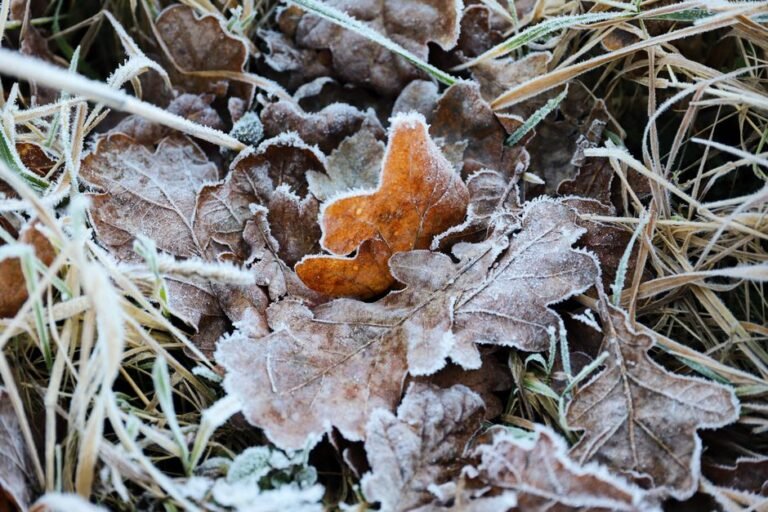 autumn frost leaves