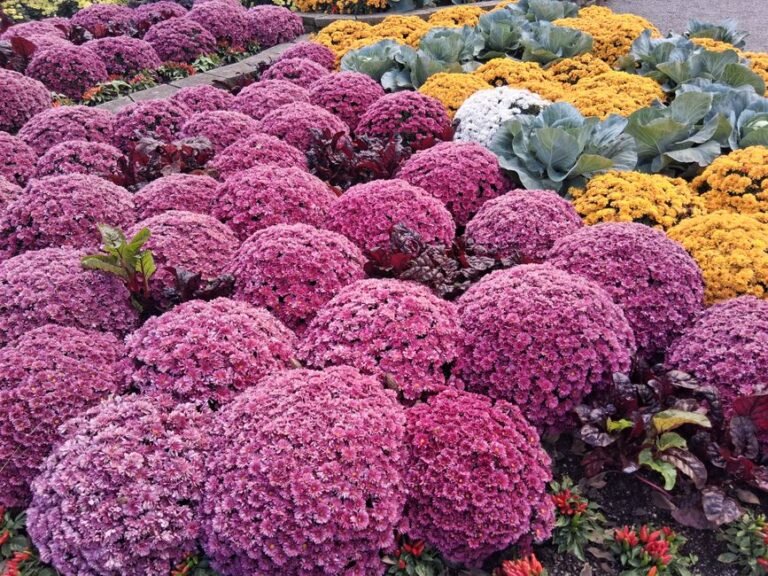 garden bed autumn