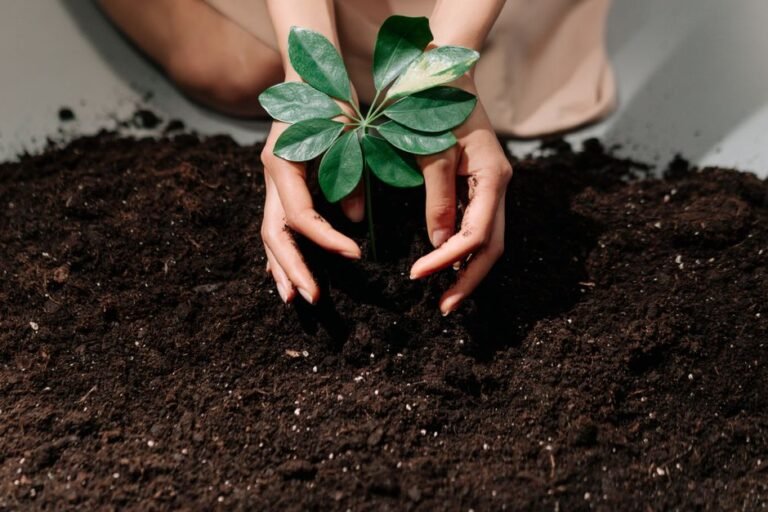 garlic planting soil