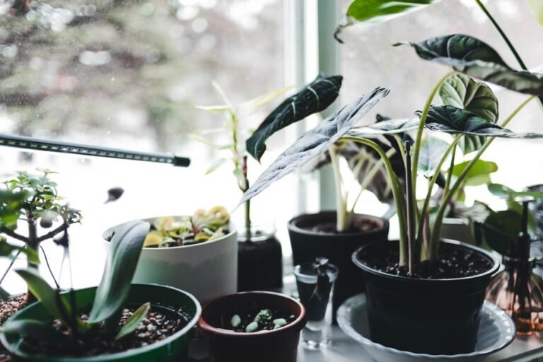 indoor plants window