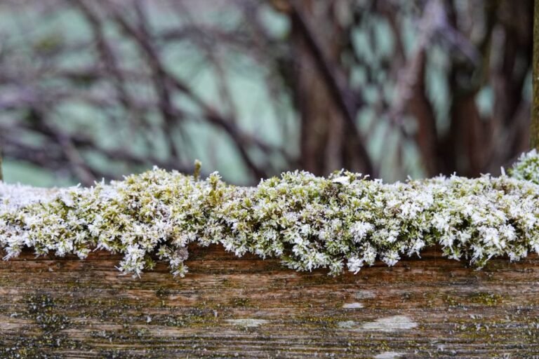 winter garden frost
