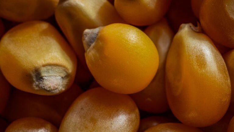 seed saving harvest