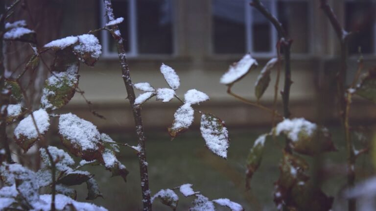 winter garden bare